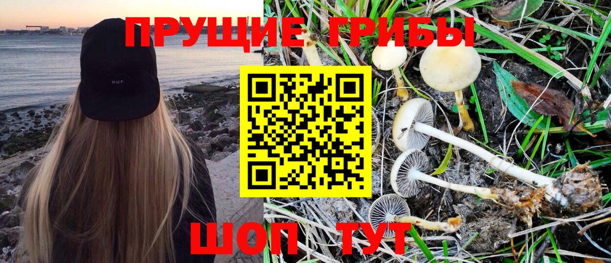 Галлюциногенные грибы Psilocybe Удомля